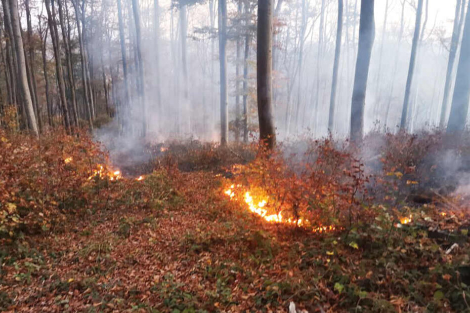 Das Feuer breitete sich im Wald aus.
