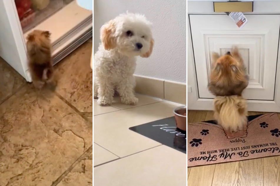 These three miniature dogs on TikTok prove that even the smallest pups can have the biggest personalities!