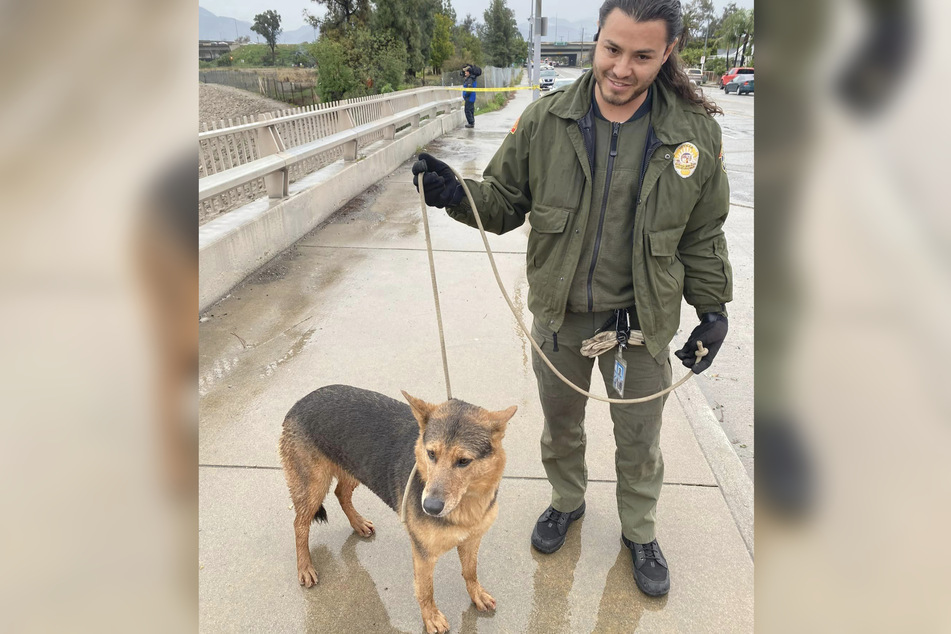 The dog was temporarily taken to an animal shelter until his owner recovered.
