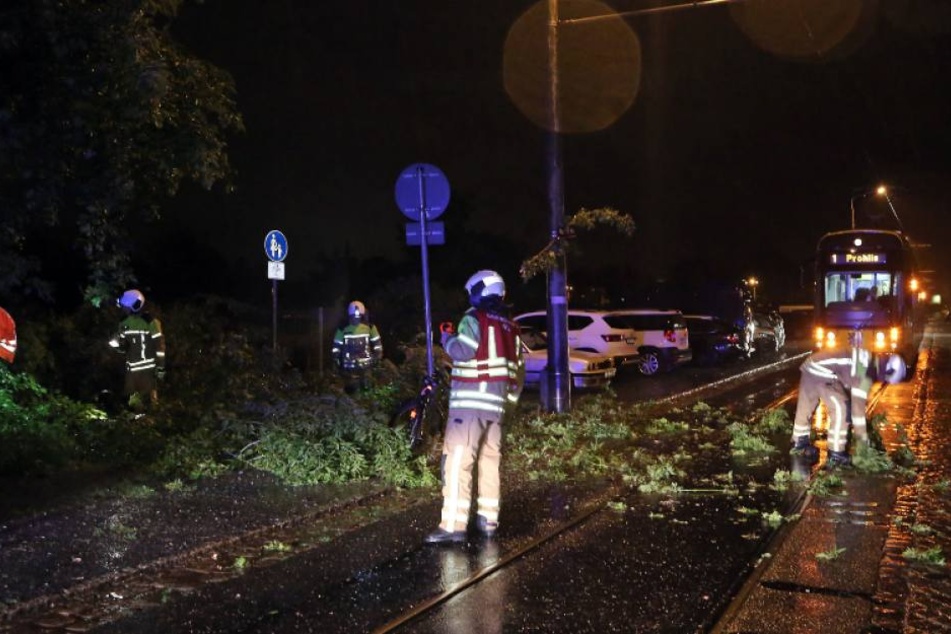 Vollsperrung auf der Warthauer Straße! Hier drohte ein morscher Baum, in die Oberleitung der Straßenbahn zu kippen.