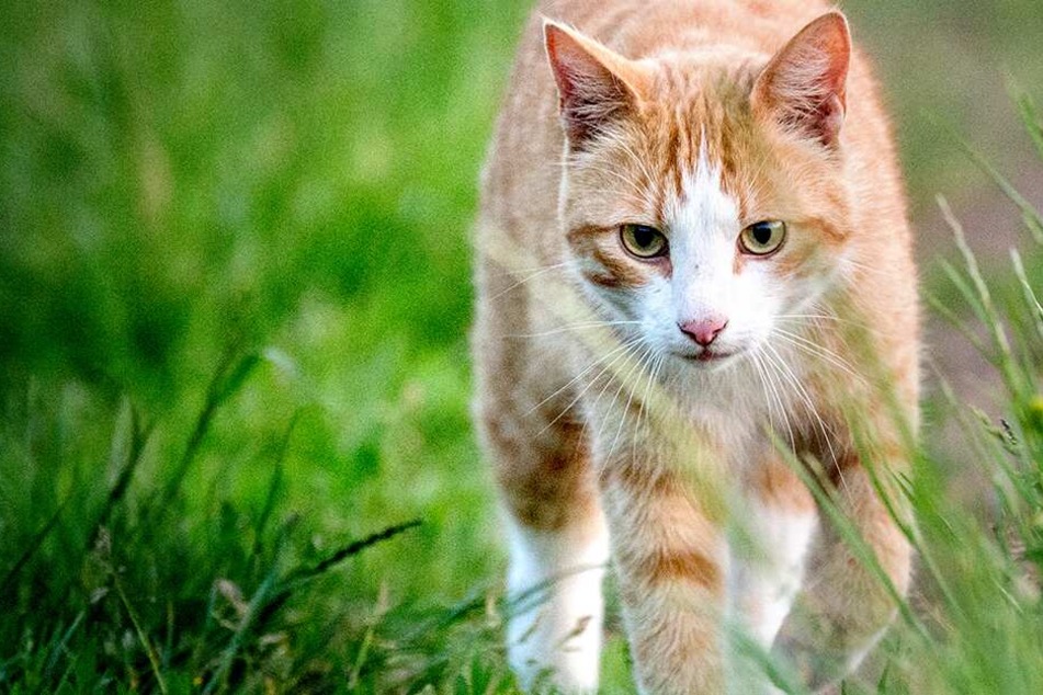 Die Katze musste wegen ihrer schweren Verletzungen eingeschläfert werden.
