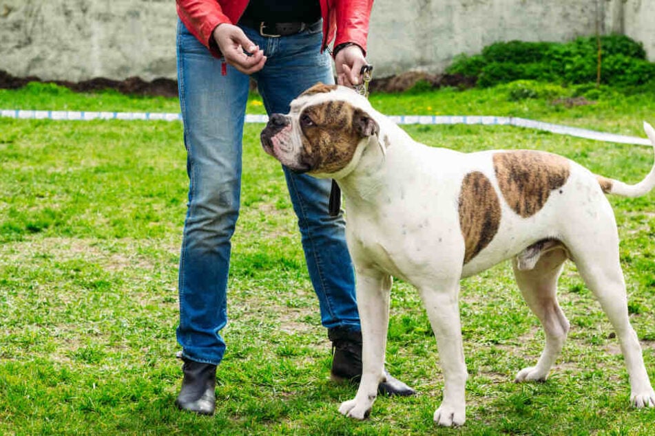 Ein Polizist hat in Berlin-Steglitz auf einen American Bulldog geschossen (Symbolbild).