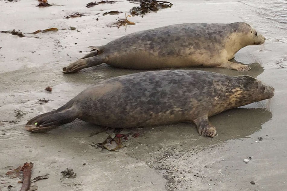 In Neuseeland wurden Robben ohne Kopf und Flosse gefunden. (Symbolbild)