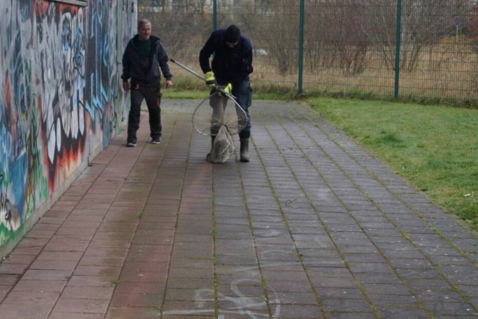 Nach einigen Versuchen ging das Hausschwein den Einsatzkräften ins Netz.