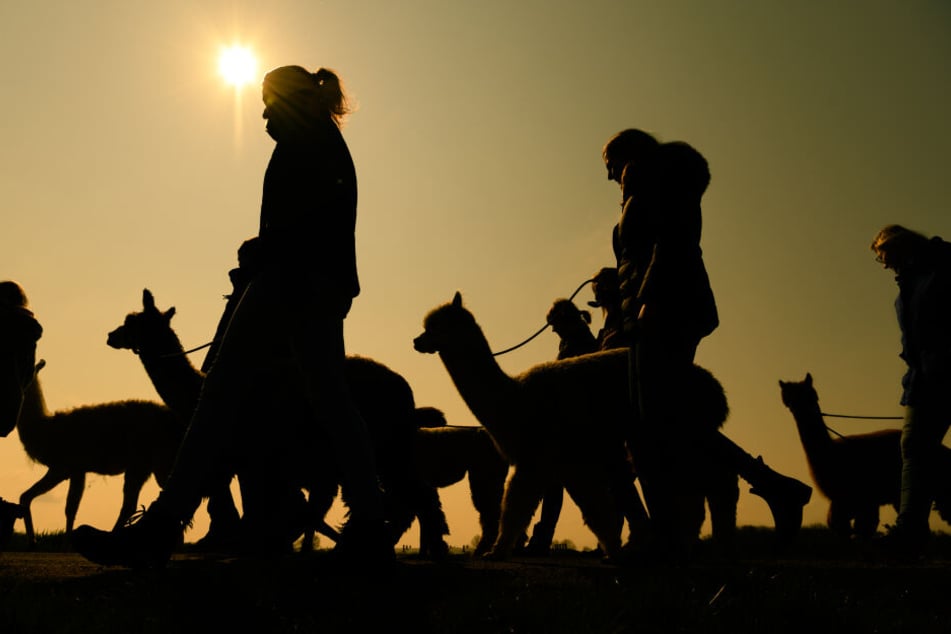 Eine Gruppe von Personen macht mit Lamas und Alpakas einen Spaziergang. Auf verschiedenen Höfen in Deutschland werden neben Fotoshootings und Wollprodukten, auch Wanderungen mit den aus Lateinamerika stammenden Tieren angeboten.