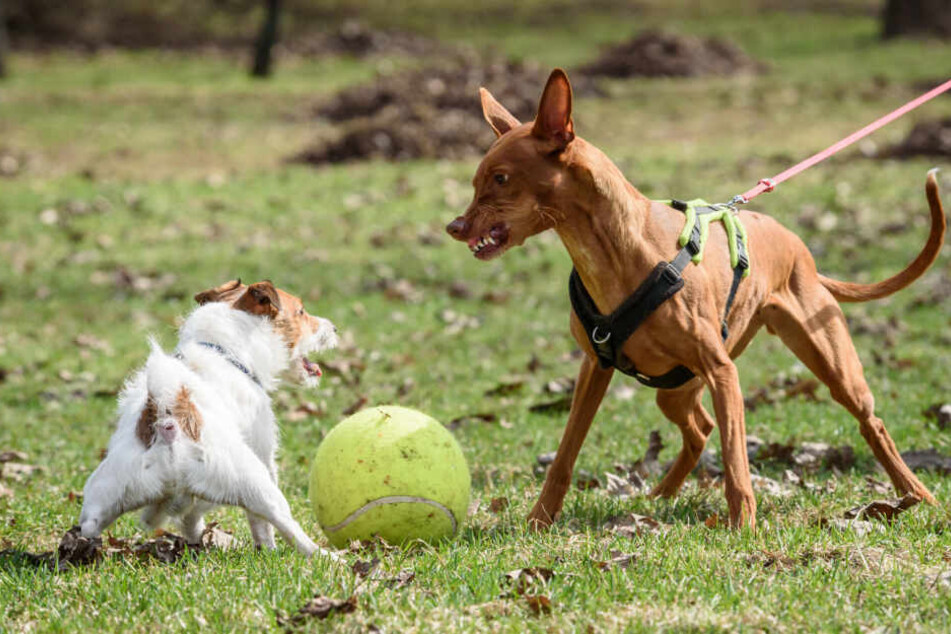 Der Rüde zog bei dem Gerangel den Kürzeren. Daraufhin drehte der Hundebesitzer durch. (Symbolbild)
