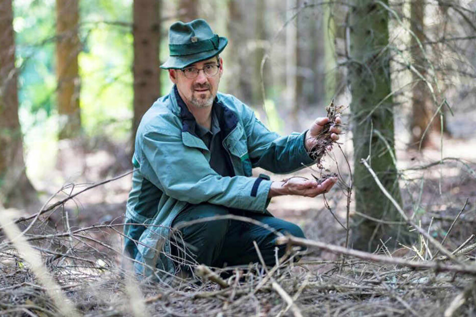 Waldbrandstufe 3: Ullrich Göthel (46), Forstbereichsleiter Grüna, warnt eindringlich vor Leichtsinnigkeiten nahe Waldgebieten.