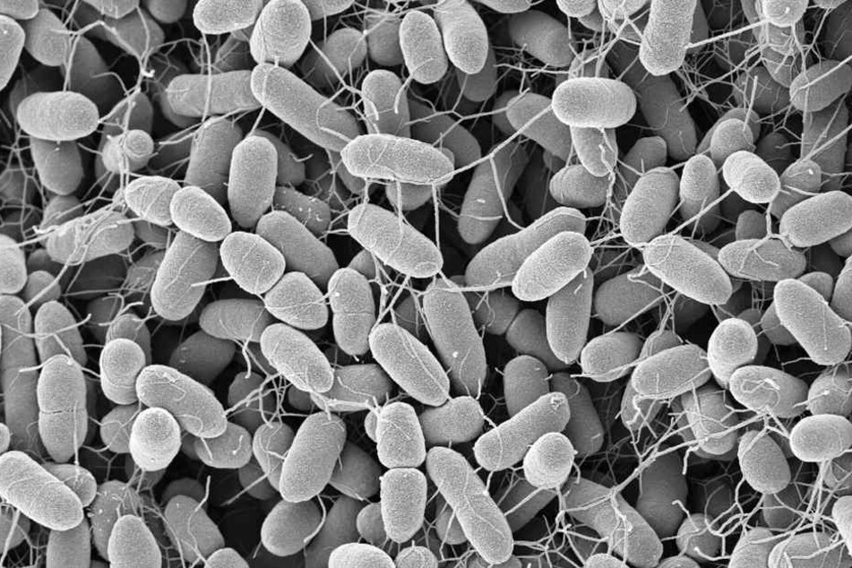 Bakterien Enterobacter cloacae, aufgenommen am Robert Koch-Institut Berlin. Die Keime gehören zu den Darmbakterien.