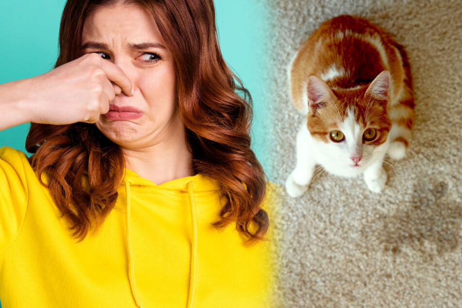 Cat urine has a very strong and unpleasant smell that can linger.