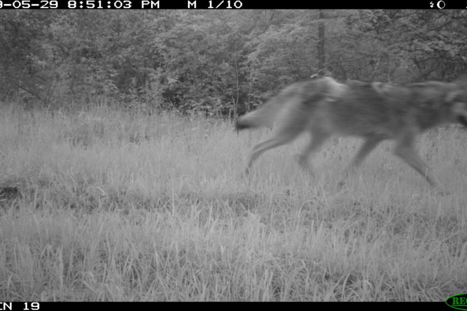 Dieses Foto wurde von dem männlichen Wolf aufgenommen.