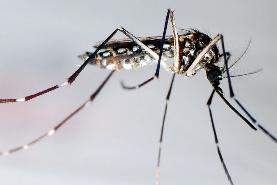 Das Foto zeigt eine Mücke der Arte "Aedes aegypti". Die Verwandte Arte "Aedes koreicus" wurde in Wiesbaden nachgewiesen.