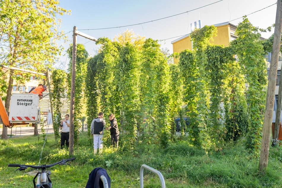 Seit etwa 15 Jahren gibt es den Hopfengarten am BSZ in der Canalettostraße.