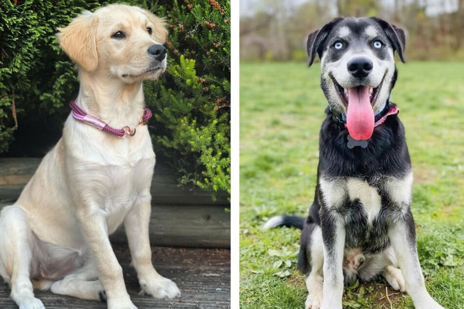 Goberian Luna (l.) looks almost like a purebred Golden Retriever, while another Goberian Huddy (r.) shows more of his Siberian Husky parentage.