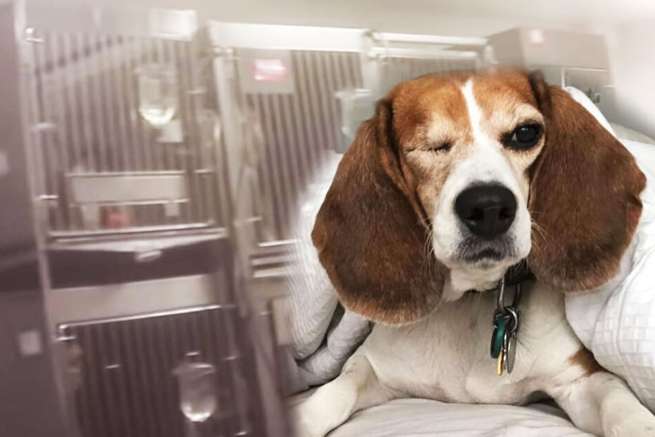 In so einem Käfig wurden der Beagle gehalten.