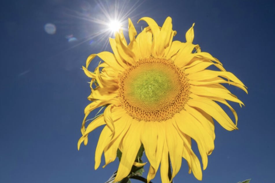 Über 160 Cannabis-Pflanzen zwischen Sonnenblumen entdeckt