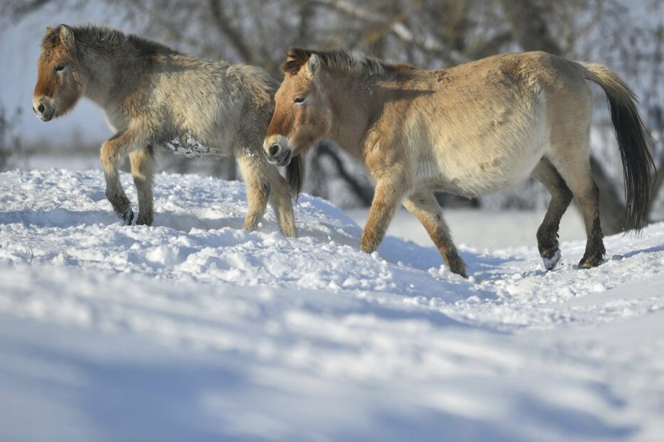 Przewalski-Pferde im Winter