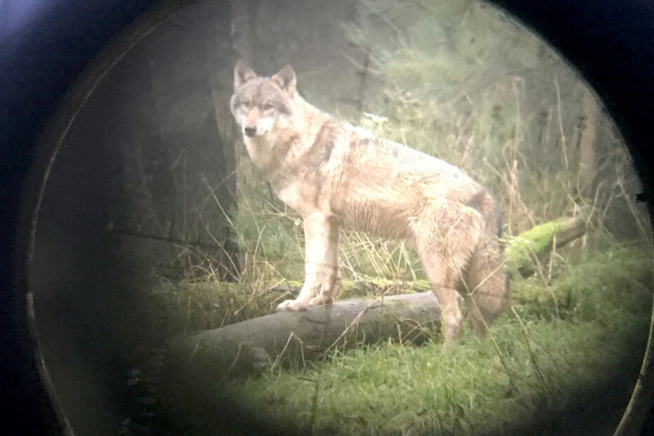 Die zwei Schafe seien nicht ausreichend vor dem Wolf geschützt worden. (Symbolbild)
