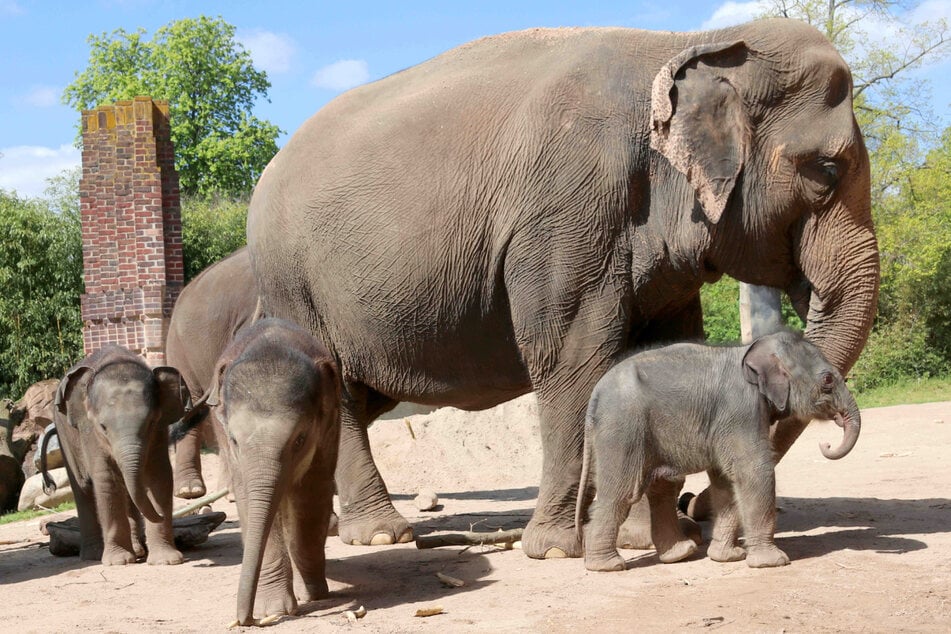 Elefanten-Leitkuh Kewa zusammen mit ihrer Tochter und den anderen beiden Jungtieren Akito und Bao Ngoc. Leipzigs Elefantenherde wächst und wächst!