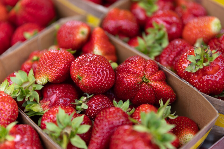 Die Erdbeere schafft sich ab: Erntemenge in NRW so niedrig wie seit zehn Jahren nicht