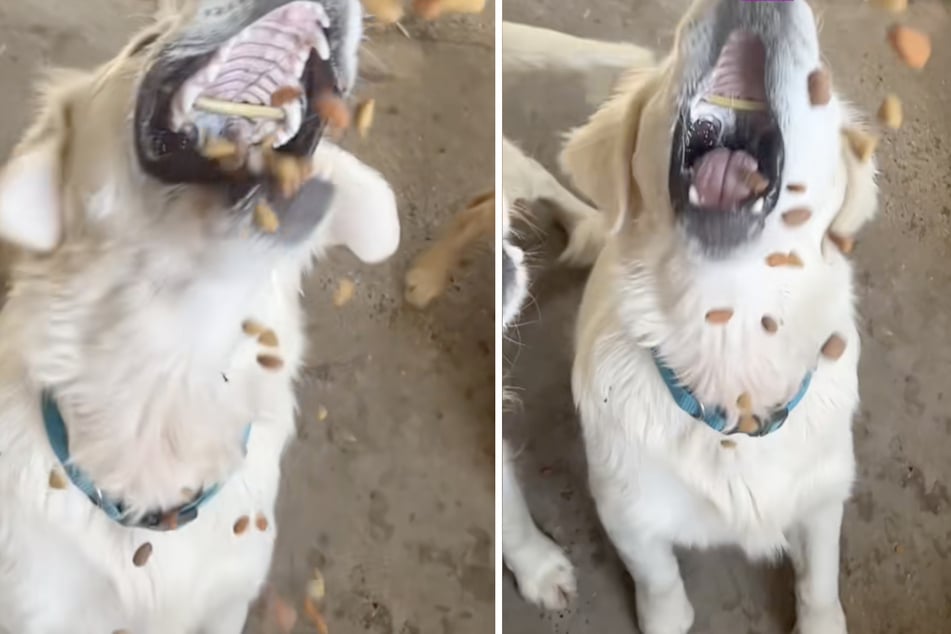 Dank eines Slow-Motion-Videos konnte die Besitzerin des Hundes sehen, dass ein Stöckchen im Maul des Tieres steckte.