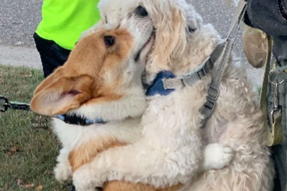 Corgi Wallace liebt es, andere Hunde zu umarmen.