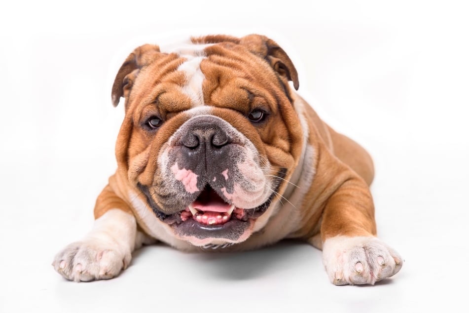 English bulldogs are not particularly energetic or hyperactive, but they are remarkably friendly.