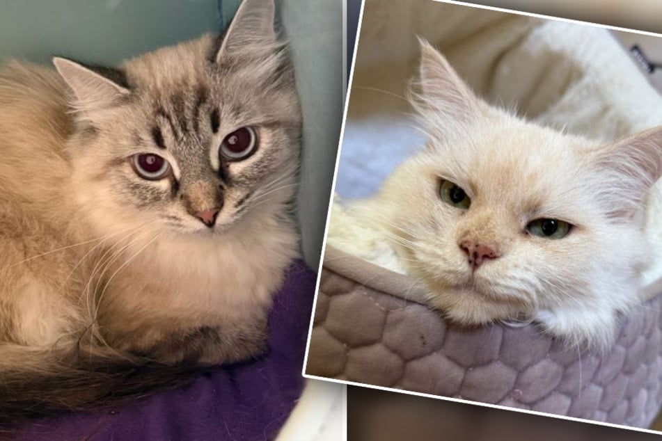 Cría de gatos se sale totalmente de control: Rescatistas de animales denuncian “condiciones inimaginables”.