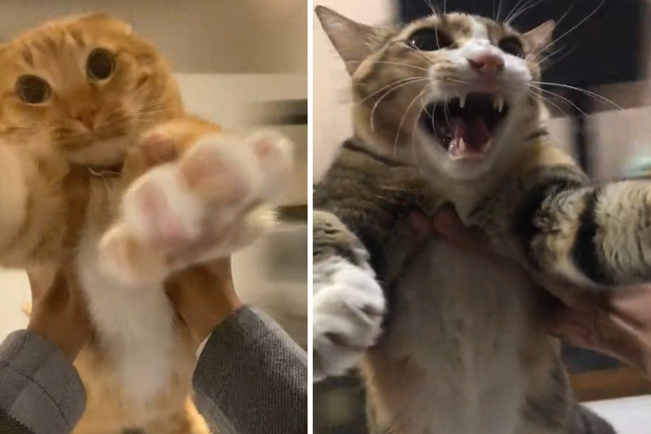 Bei einer neuen TikTok-Challenge werden Katzen durch die Luft gewirbelt.