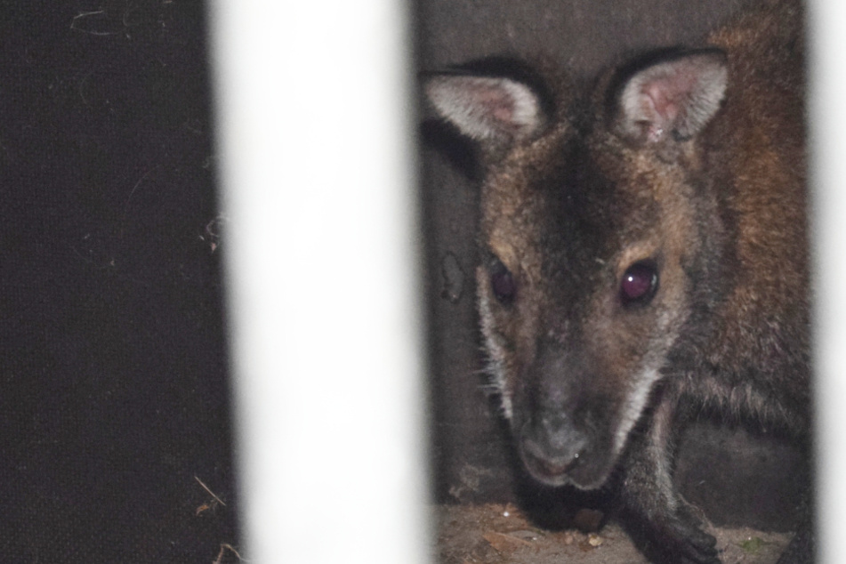 Das Känguru konnte erfolgreich gefangen werden.