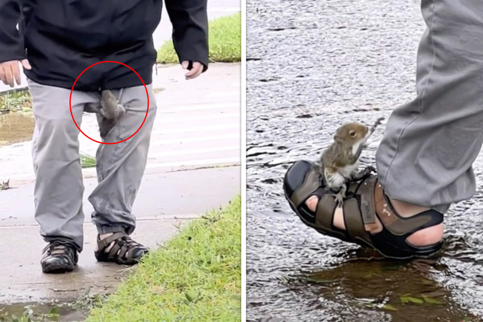 A man reached out a helping foot to a lost squirrel after Hurricane Ian.