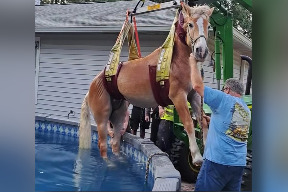 The large horse had to be lifted with a special crane.