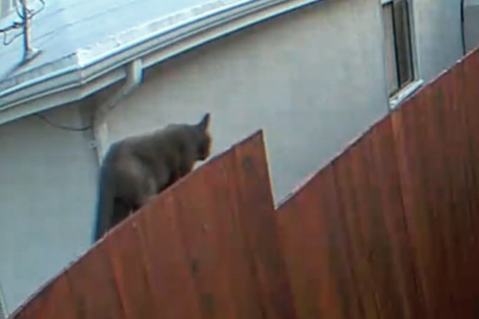 An extra-large cat fooled residents – and law enforcement – in southern San Francisco, where the feline was mistaken for a mountain lion.