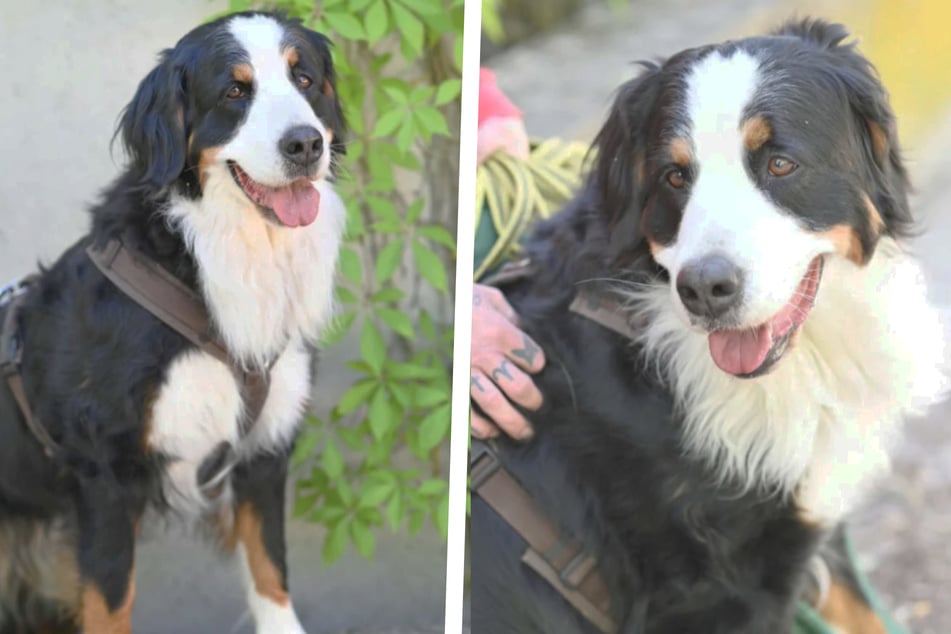 Berner Sennenhündin Polli ist lieb und entspannt: Doch das Tierheim ist gar nichts für sie