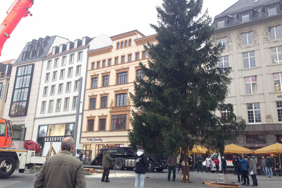 Zum Schluss wurde die Fichte noch ausgerichtet.