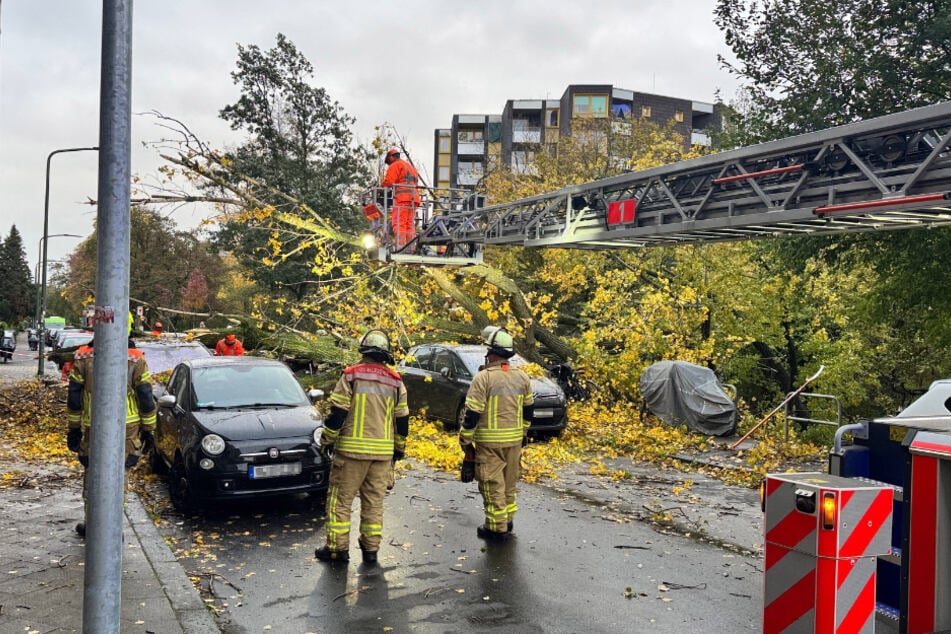 Die Feuerwehr schnitt den umgestürzten Baum mithilfe von Kettensägen klein.