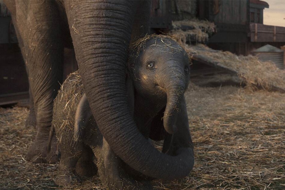 Dumbo läuft momentan als Realfilm-Verfilmung im Kino.