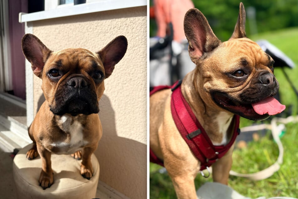 Merle ist nach dem Unfall neben der Autobahn ins hohe Gras geflüchtet.