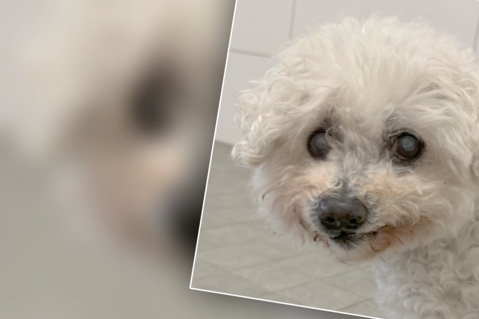 Er hatte alles, dann landet Hund Tati plötzlich im Tierheim: Wer hat ein Herz für diesen Racker?