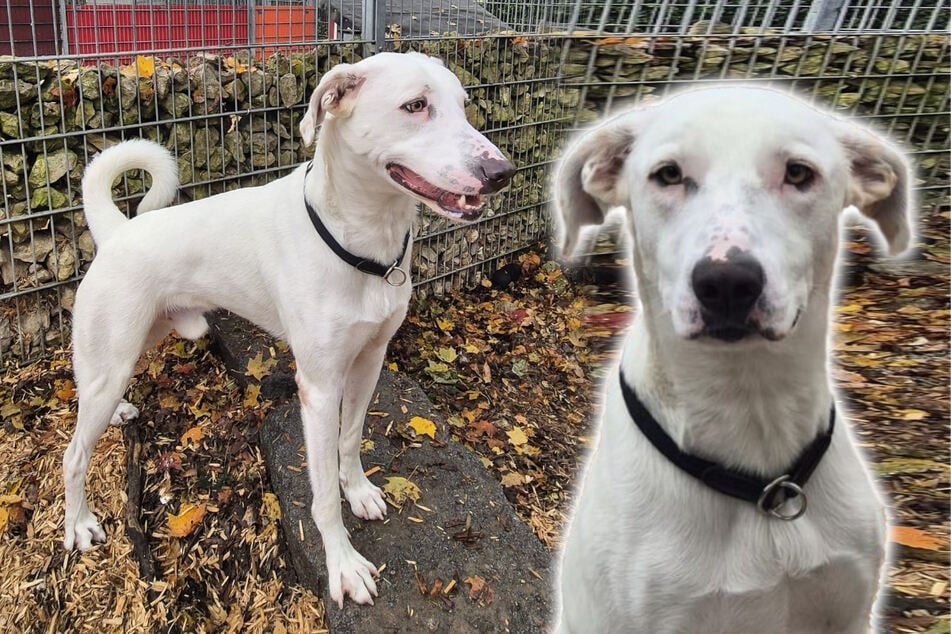 Mischling "Ares" sucht erfahrene Besitzer ohne Kinder.