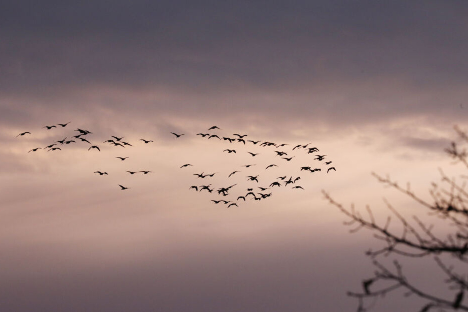 Wildgänse im Flug.