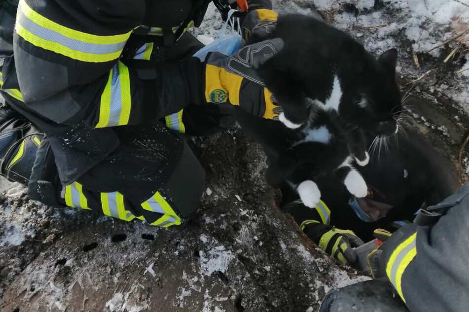 Durchgefroren und erschöpft: Feuerwehr rettet Kater Charlie aus Abflusskanal