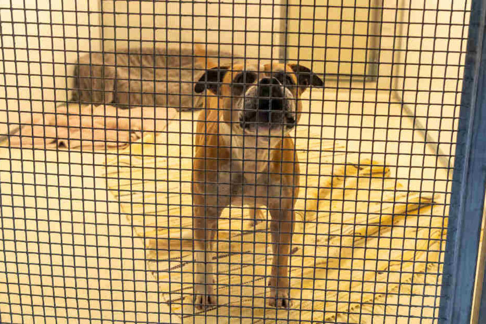 Der Bulldoggen Mischlingsrüde Zero steht in seinem Zwinger im Tierheim München.