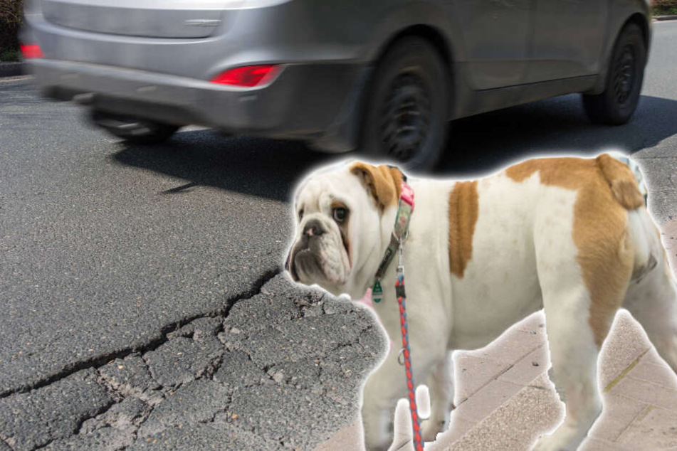 Ein Hund war auf die Fahrbahn gerannt und hatte einen Auffahrunfall verursacht.