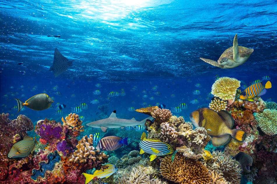 UN talks to protect marine life and biodiversity once again ended without an agreement (stock image).