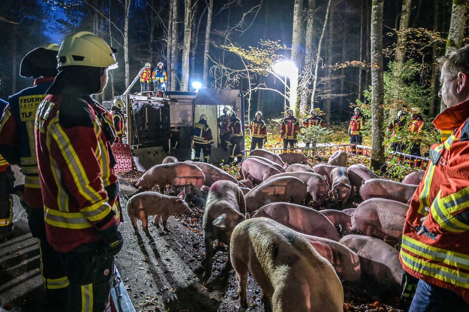 Der Lkw blieb auf der Seite liegen. 67 Tiere überlebten den schweren Unfall.