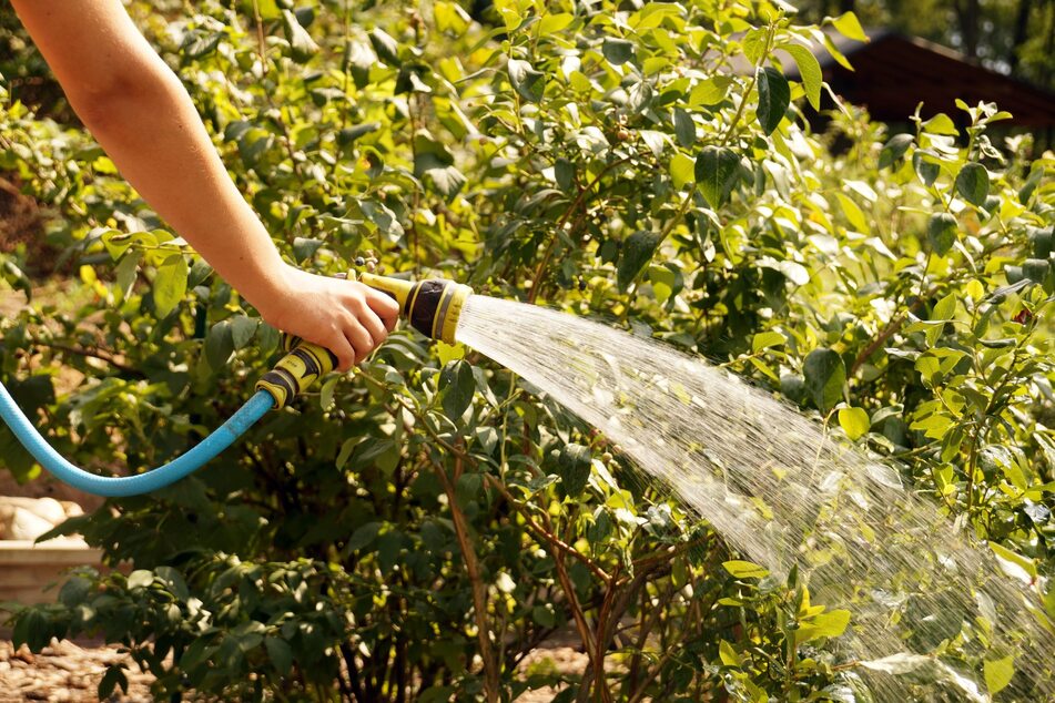 Garten wässern bei Trockenheit: Beim Gießen des Rasens und der Beete kann man einiges falsch machen.
