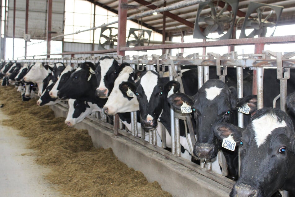 Fourth human case of bird flu linked to cows reported