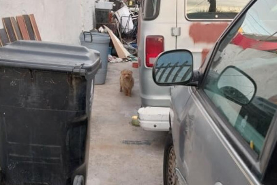 This stray dog only allowed one man near him in his alley hideaway.