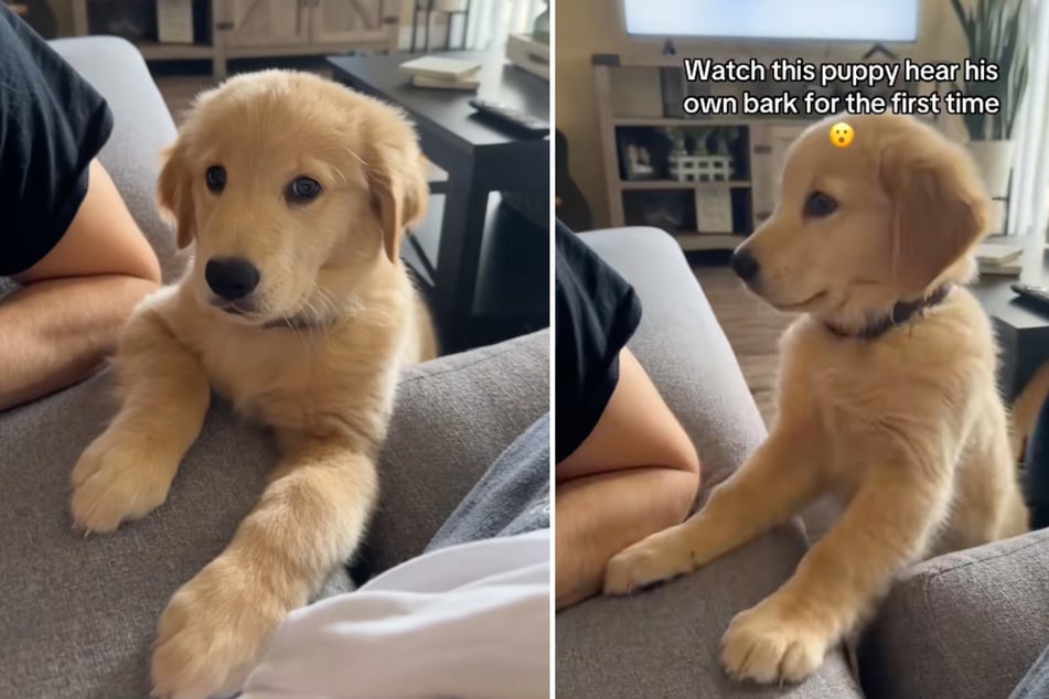Golden Retriever ladra por primera vez: su reacción es adorablemente dulce