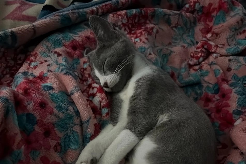 "Purrling Paawland" ist kurzerhand bei der Apothekerin eingezogen.